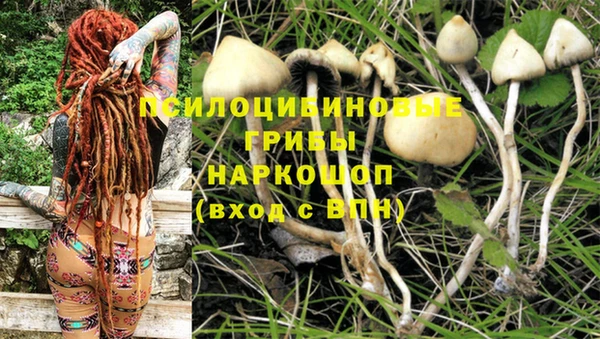 шишки Абаза