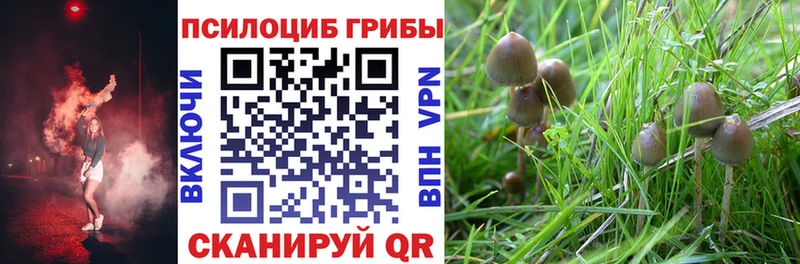 Галлюциногенные грибы Psilocybe  kraken как войти  Цоци-Юрт  купить наркоту 
